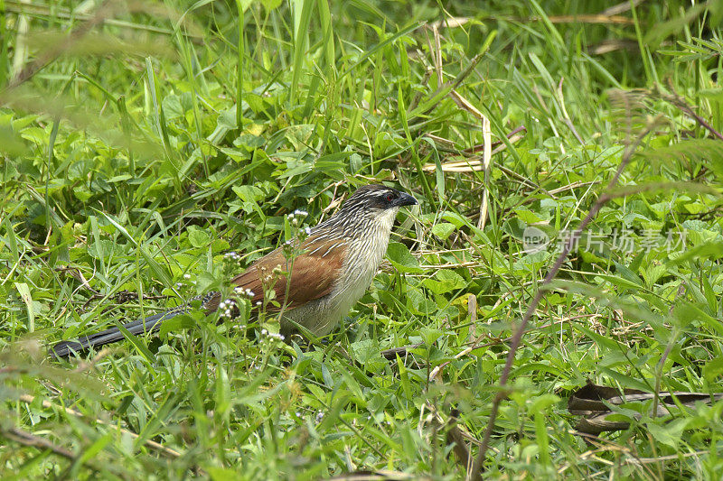 White-browed Coucal